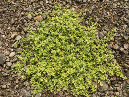 Paronychia kapela ssp.serpyllifolia ´Brinstead Gold´